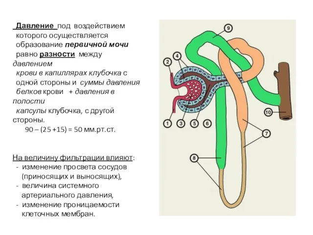 Давление под воздействием которого осуществляется образование первичной мочи равно разности