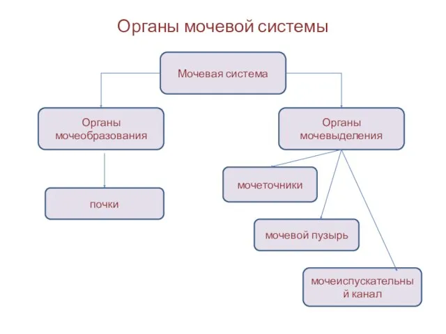 Органы мочевой системы Мочевая система Органы мочеобразования Органы мочевыделения почки мочеточники мочевой пузырь мочеиспускательный канал