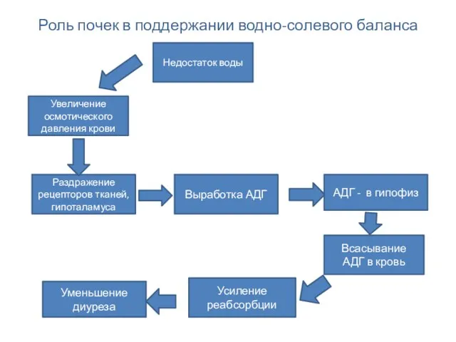Роль почек в поддержании водно-солевого баланса Недостаток воды Раздражение рецепторов