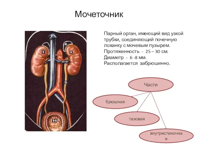 Мочеточник Парный орган, имеющий вид узкой трубки, соединяющий почечную лоханку