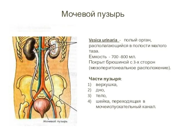 Мочевой пузырь Vesica urinaria - полый орган, располагающийся в полости