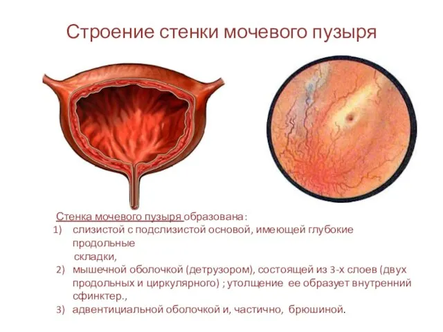 Строение стенки мочевого пузыря Стенка мочевого пузыря образована: слизистой с