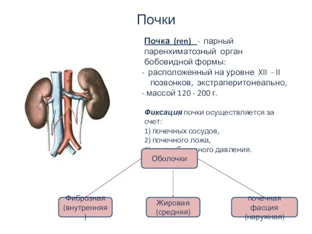 Почки Почка (ren) - парный паренхиматозный орган бобовидной формы: расположенный