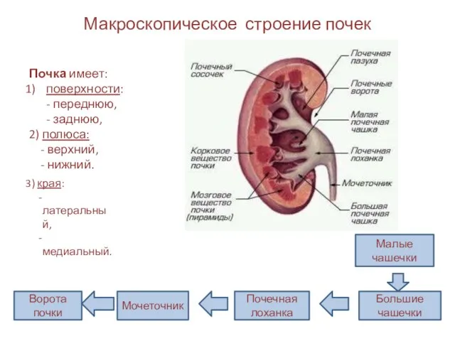 Макроскопическое строение почек Почка имеет: поверхности: - переднюю, - заднюю,