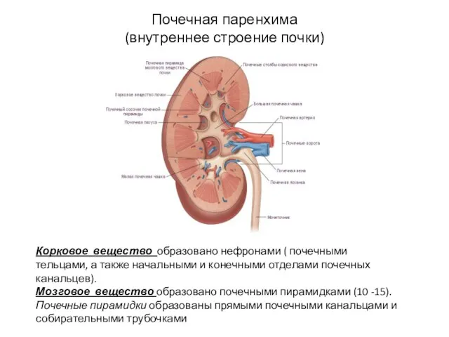 Почечная паренхима (внутреннее строение почки) Корковое вещество образовано нефронами (