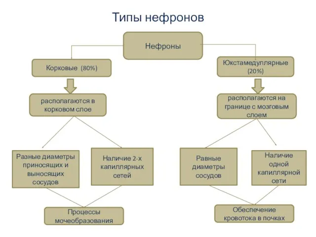 Типы нефронов Нефроны Корковые (80%) Юкстамедуллярные (20%) располагаются на границе