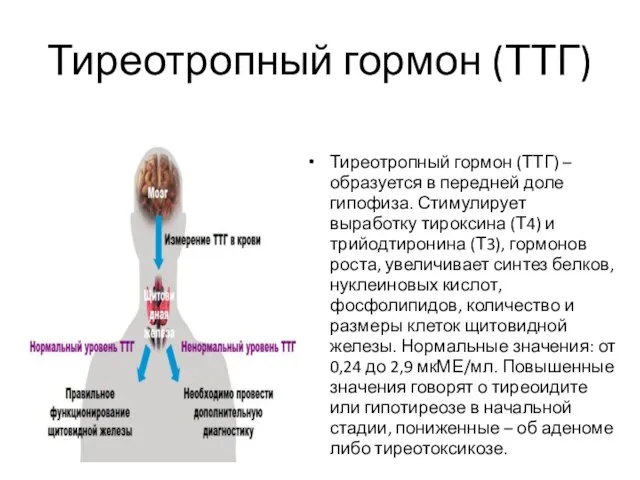 Тиреотропный гормон (ТТГ) Тиреотропный гормон (ТТГ) – образуется в передней доле гипофиза. Стимулирует
