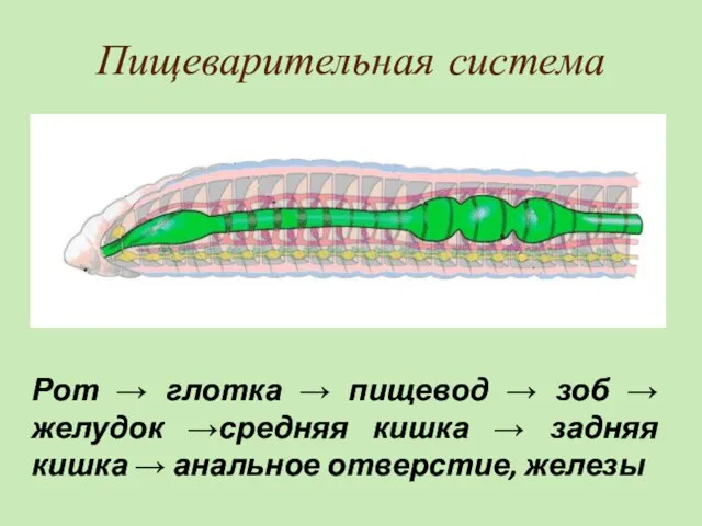 Пищеварительная система Рот → глотка → пищевод → зоб →