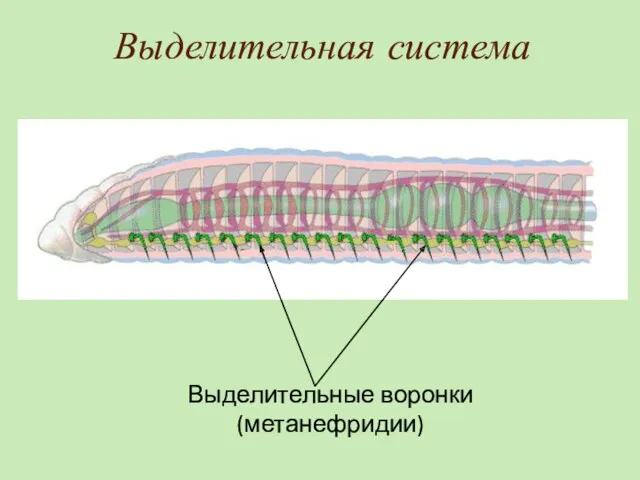 Выделительная система Выделительные воронки (метанефридии)