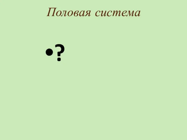 Половая система ?