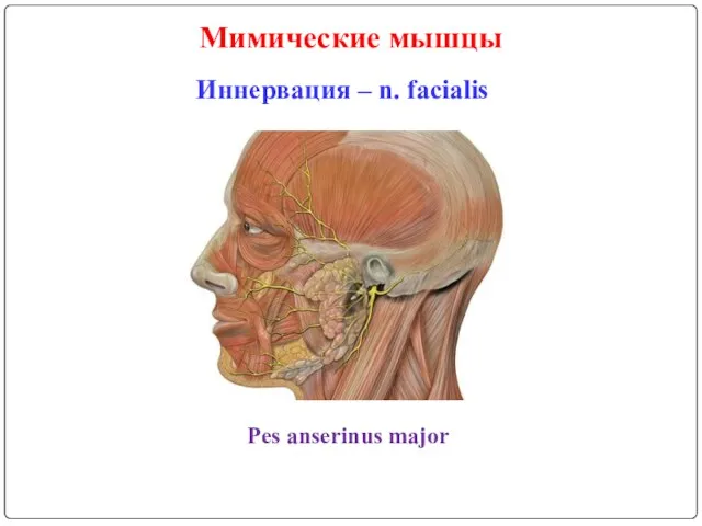 Мимические мышцы Иннервация – n. facialis Pes anserinus major