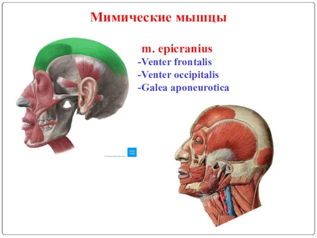 Мимические мышцы m. epicranius Venter frontalis Venter occipitalis Galea aponeurotica