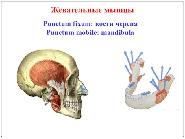 Жевательные мышцы Punctum fixum: кости черепа Punctum mobile: mandibula