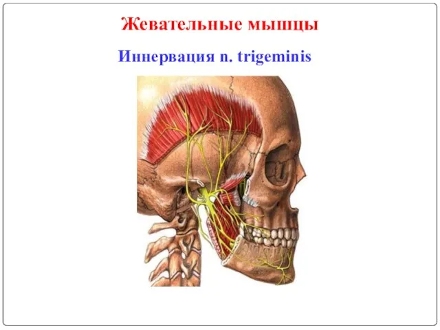 Жевательные мышцы Иннервация n. trigeminis