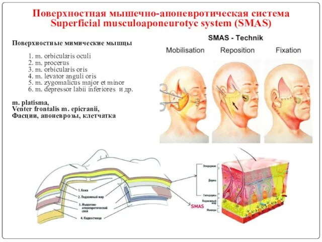 Поверхностная мышечно-апоневротическая система Superficial musculoaponeurotyc system (SMAS) Поверхностные мимические мышцы 1. m. orbicularis