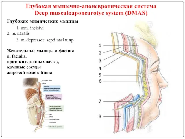 Глубокая мышечно-апоневротическая система Deep musculoaponeurotyc system (DMAS) Глубокие мимические мышцы 1. mm. incisivi