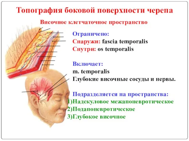 Топография боковой поверхности черепа Височное клетчаточное пространство Ограничено: Снаружи: fascia temporalis Снутри: os