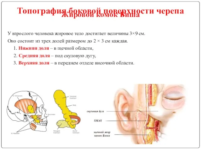 Жировой комок Биша У взрослого человека жировое тело достигает величины