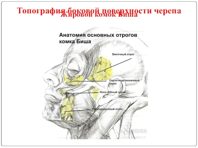Жировой комок Биша Топография боковой поверхности черепа