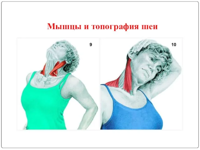 Мышцы и топография шеи