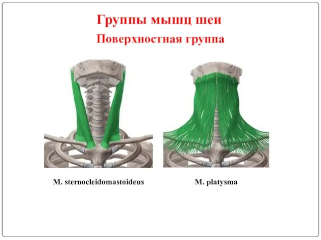 Группы мышц шеи Поверхностная группа M. sternocleidomastoideus M. platysma