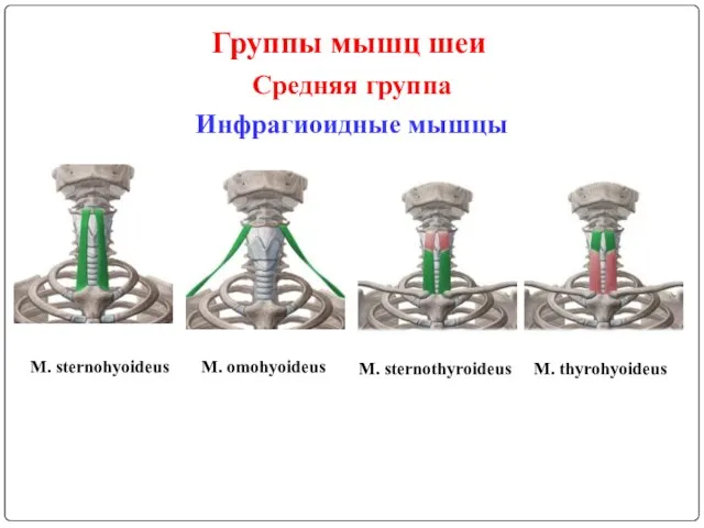 Группы мышц шеи Средняя группа M. sternohyoideus M. omohyoideus Инфрагиоидные мышцы M. sternothyroideus M. thyrohyoideus