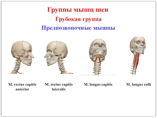 Группы мышц шеи Грубокая группа Предпозвоночные мышцы M. rectus capitis anterior M. rectus