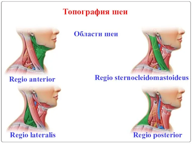 Топография шеи Области шеи Regio anterior Regio sternocleidomastoideus Regio lateralis Regio posterior