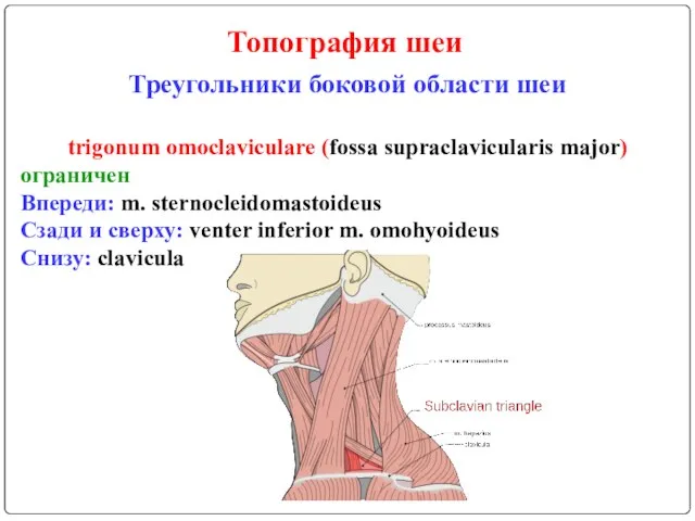 Топография шеи Треугольники боковой области шеи trigonum omoclaviculare (fossa supraclavicularis major) ограничен Впереди: