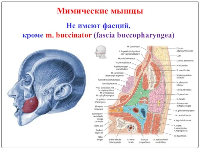 Мимические мышцы Не имеют фасций, кроме m. buccinator (fascia buccopharyngea)