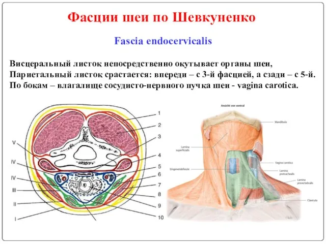 Фасции шеи по Шевкуненко Fascia endocervicalis Висцеральный листок непосредственно окутывает органы шеи, Париетальный