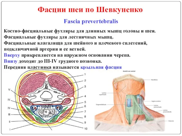 Фасции шеи по Шевкуненко Fascia prevertebralis Костно-фасциальные футляры для длинных мышц головы и