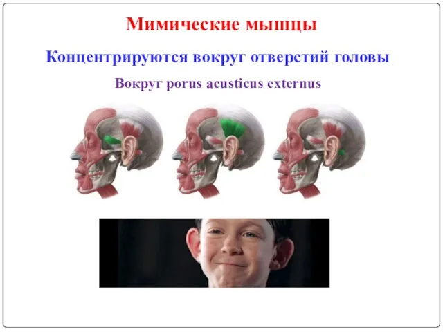 Мимические мышцы Концентрируются вокруг отверстий головы Вокруг porus acusticus externus