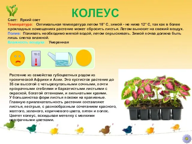 КОЛЕУС Растение из семейства губоцветных родом из тропической Африки и