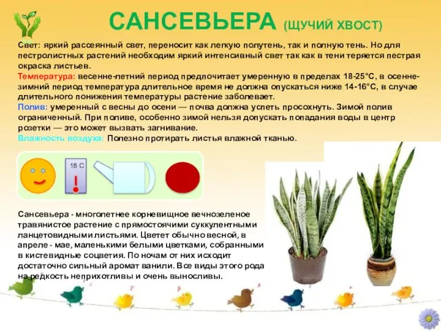 САНСЕВЬЕРА (ЩУЧИЙ ХВОСТ) Свет: яркий рассеянный свет, переносит как легкую