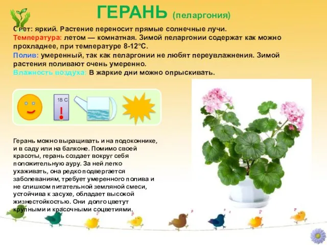 ГЕРАНЬ (пеларгония) Герань можно выращивать и на подоконнике, и в