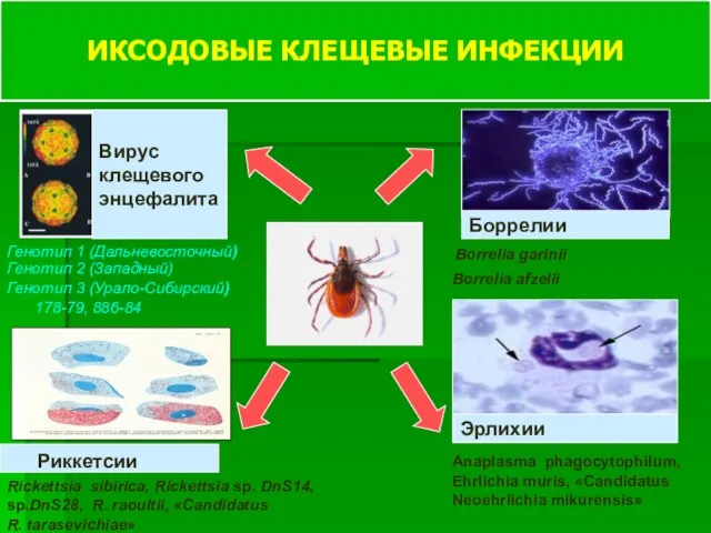 Вирус клещевого энцефалита ИКСОДОВЫЕ КЛЕЩЕВЫЕ ИНФЕКЦИИ Боррелии Эрлихии Риккетсии Генотип