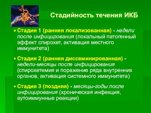 Стадийность течения ИКБ Стадия 1 (ранняя локализованная) - недели после