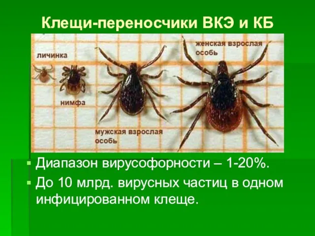 Клещи-переносчики ВКЭ и КБ Диапазон вирусофорности – 1-20%. До 10