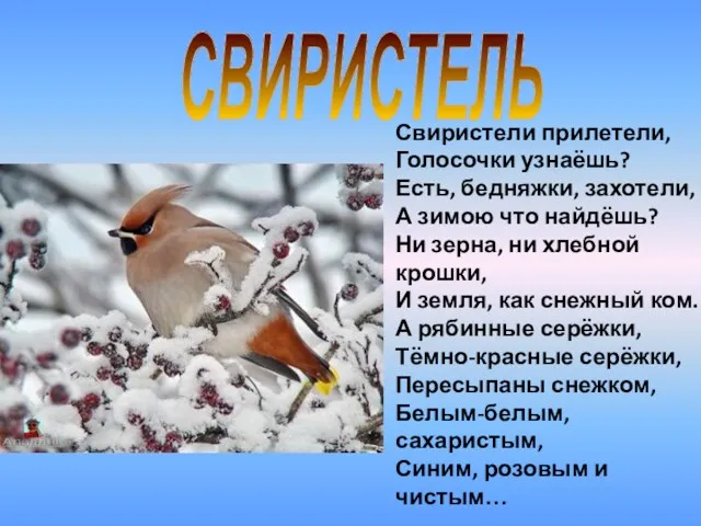 Свиристели прилетели, Голосочки узнаёшь? Есть, бедняжки, захотели, А зимою что