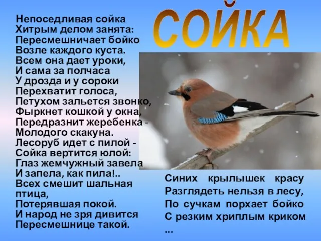 Непоседливая сойка Хитрым делом занята: Пересмешничает бойко Возле каждого куста.