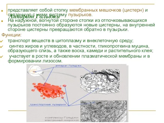 Аппарат Гольджи представляет собой стопку мембранных мешочков (цистерн) и связанную