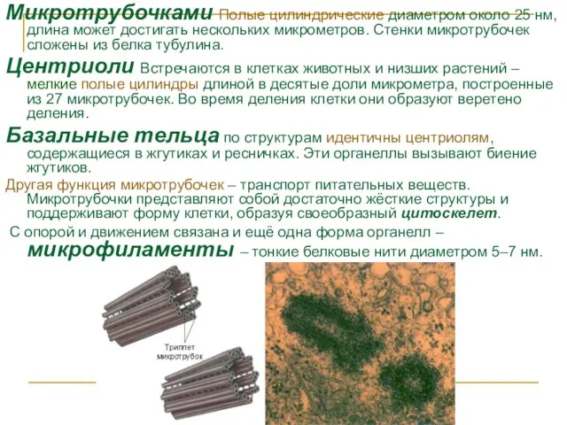 Микротрубочками Полые цилиндрические диаметром около 25 нм, длина может достигать