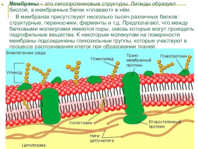 Мембраны – это липопротеиновые структуры. Липиды образуют бислой, а мембранные