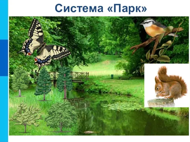 Система «Парк» Птицы Деревья Насекомые Животные