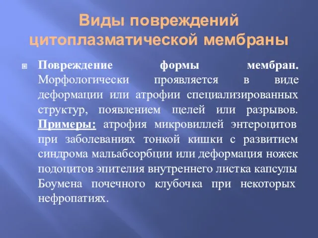 Виды повреждений цитоплазматической мембраны Повреждение формы мембран. Морфологически проявляется в