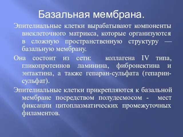 Базальная мембрана. Эпителиальные клетки вырабатывают компоненты внеклеточного матрикса, которые организуются