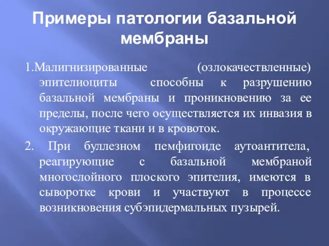 Примеры патологии базальной мембраны 1.Малигнизированные (озлокачествленные) эпителиоциты способны к разрушению