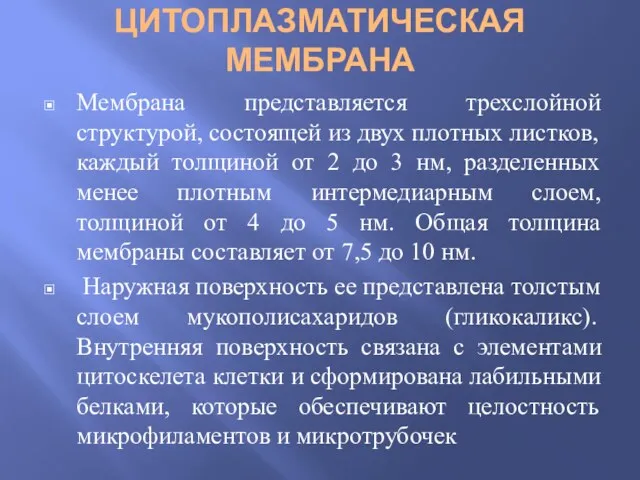 ЦИТОПЛАЗМАТИЧЕСКАЯ МЕМБРАНА Мембрана представляется трехслойной структурой, состоящей из двух плотных