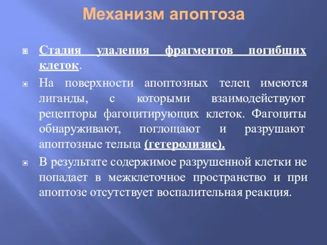 Механизм апоптоза Стадия удаления фрагментов погибших клеток. На поверхности апоптозных